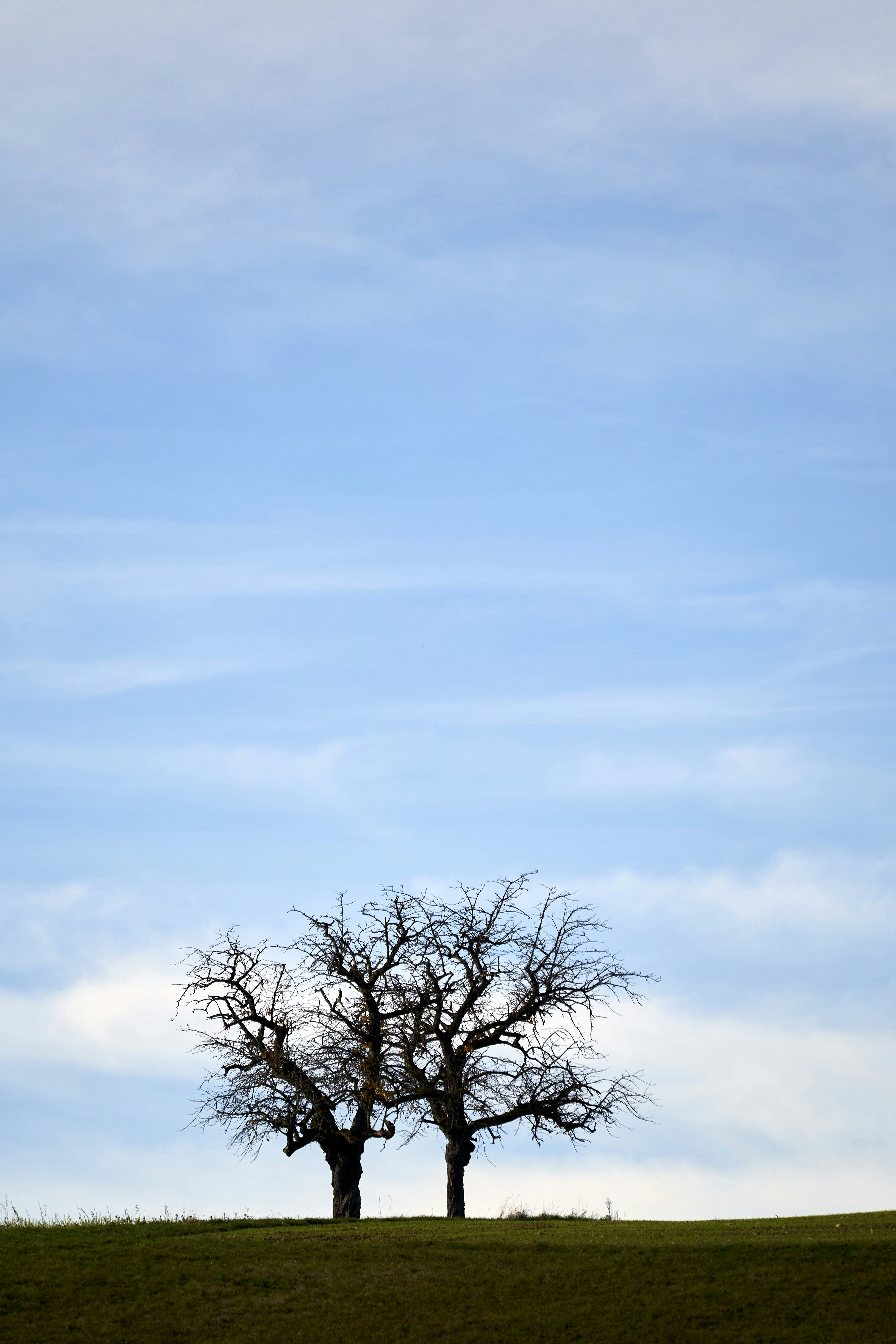 Photo by wolfgang_hasselmann