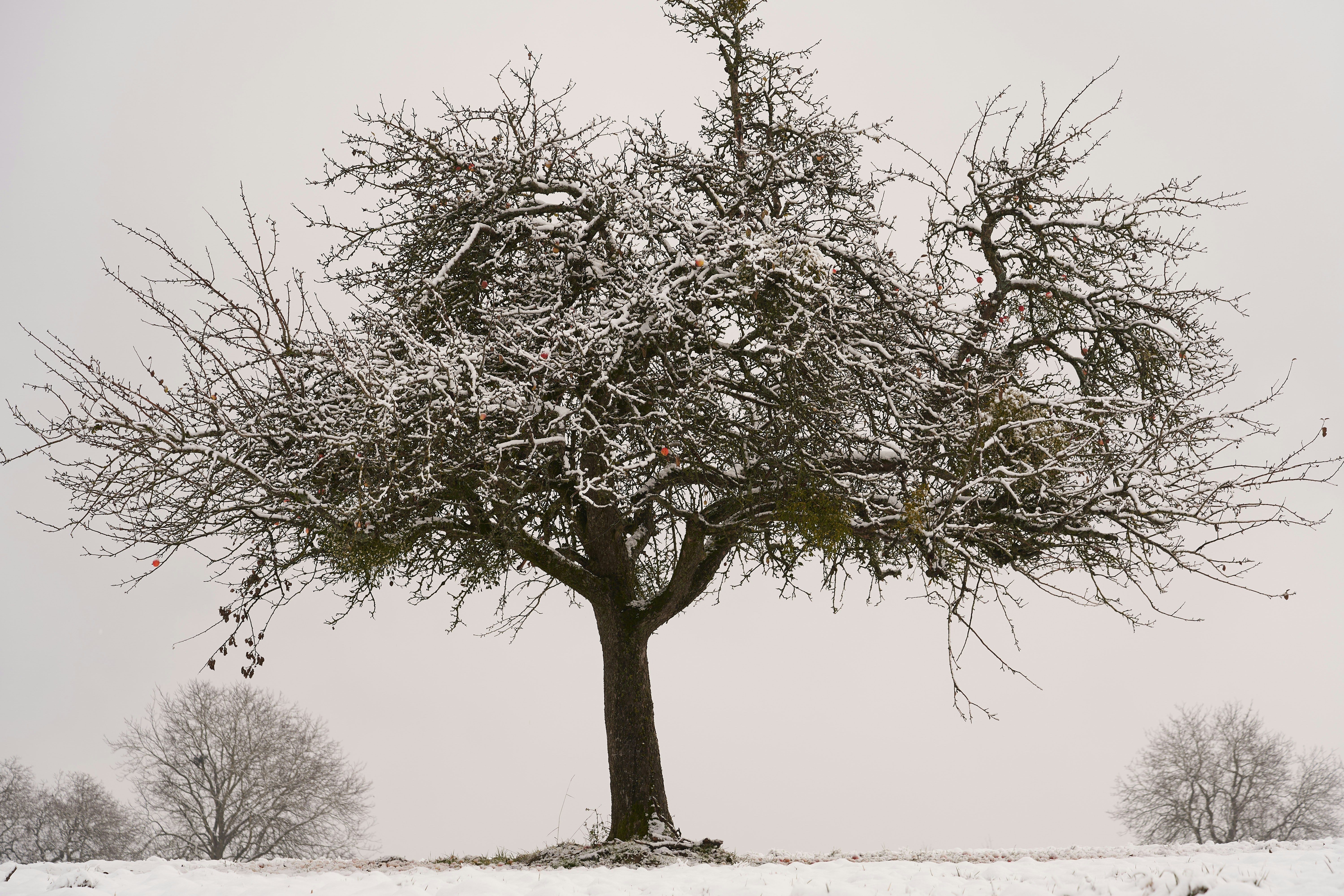 Photo by wolfgang_hasselmann