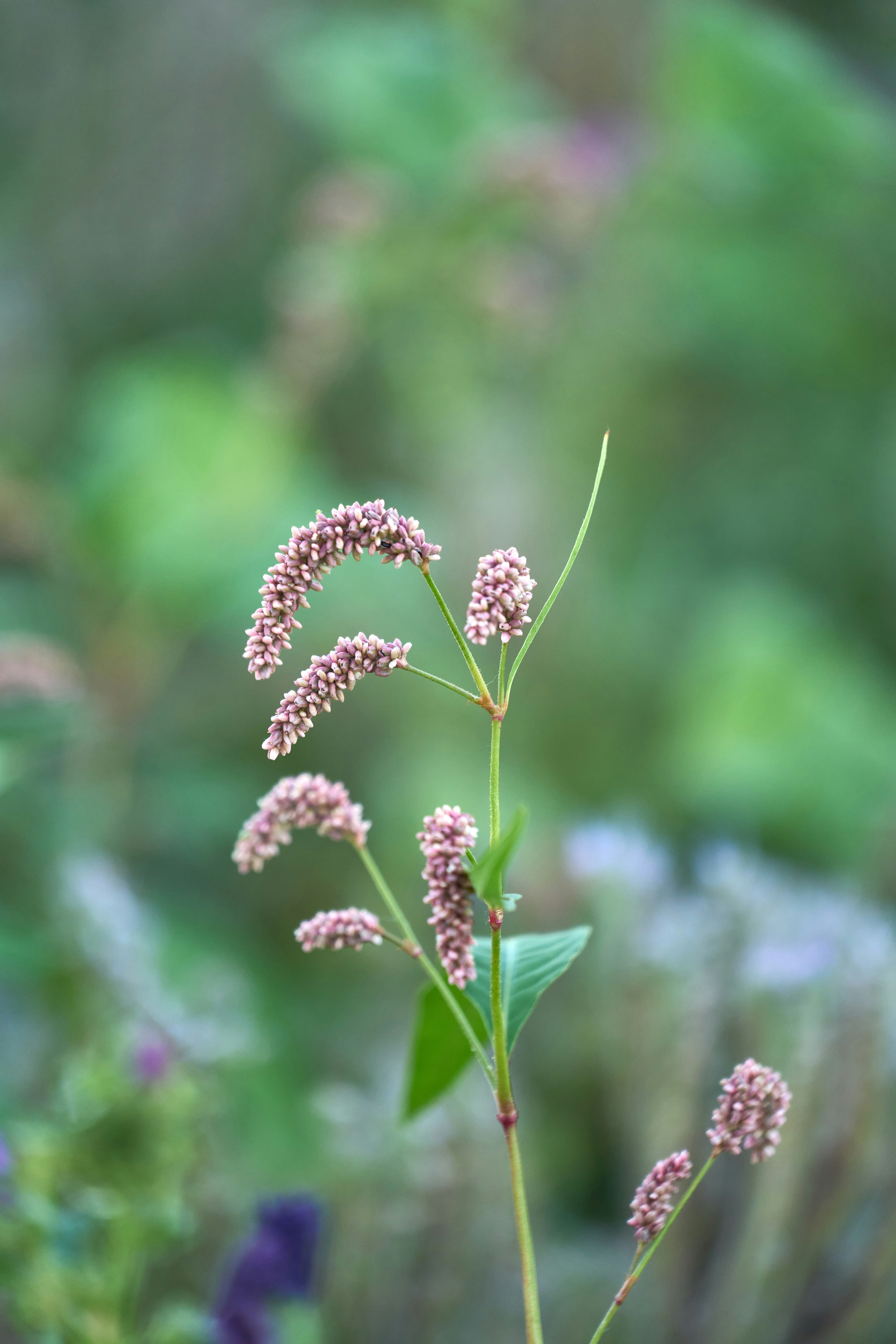 Photo by wolfgang_hasselmann