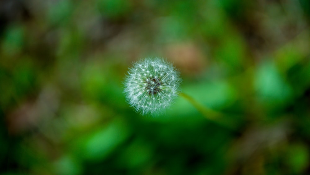 a close up of a dandelion