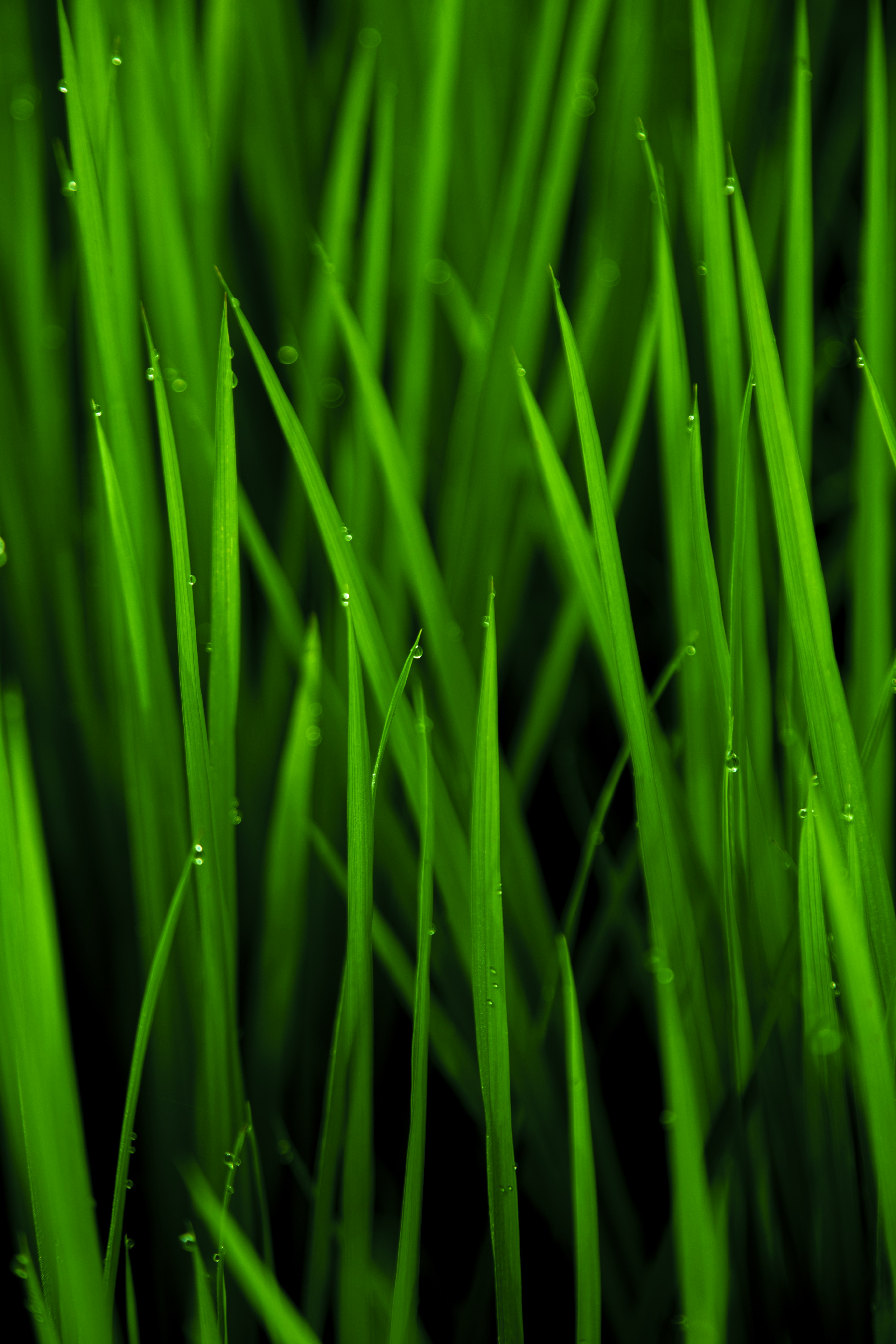 A close up of some grass photo Free Green Image on Unsplash