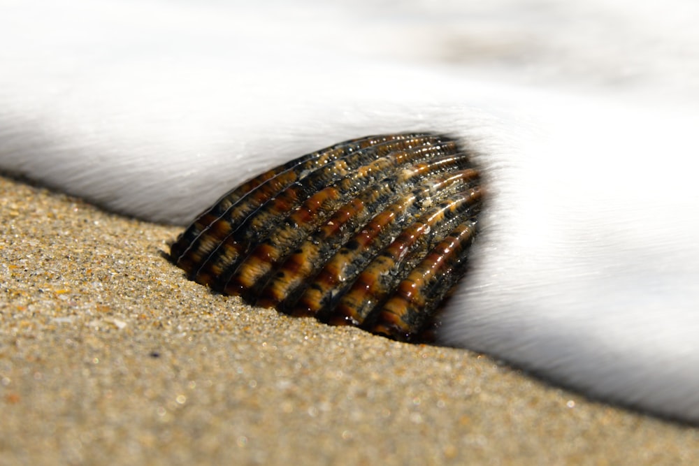 a close up of a sea creature