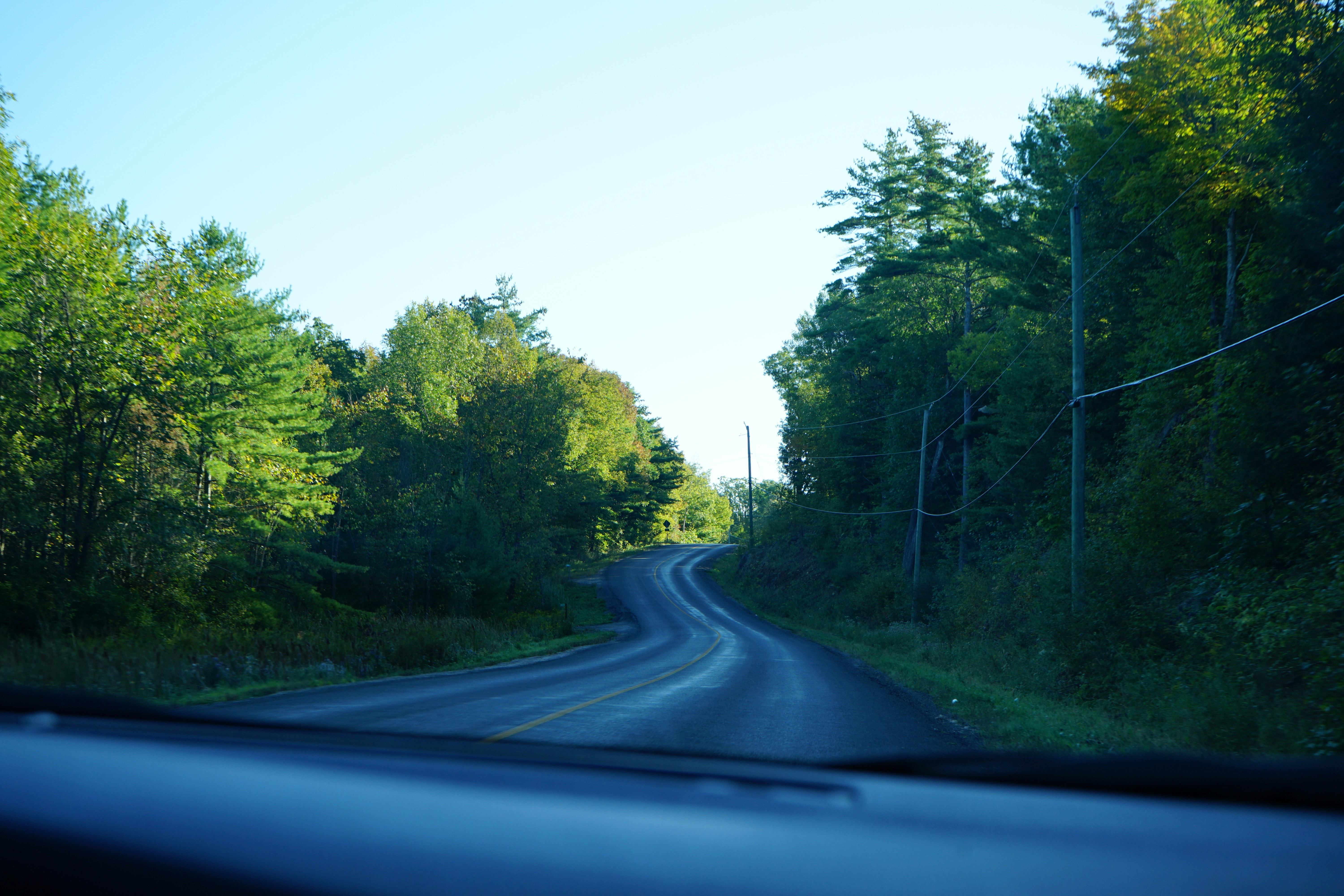 a road with trees on the side