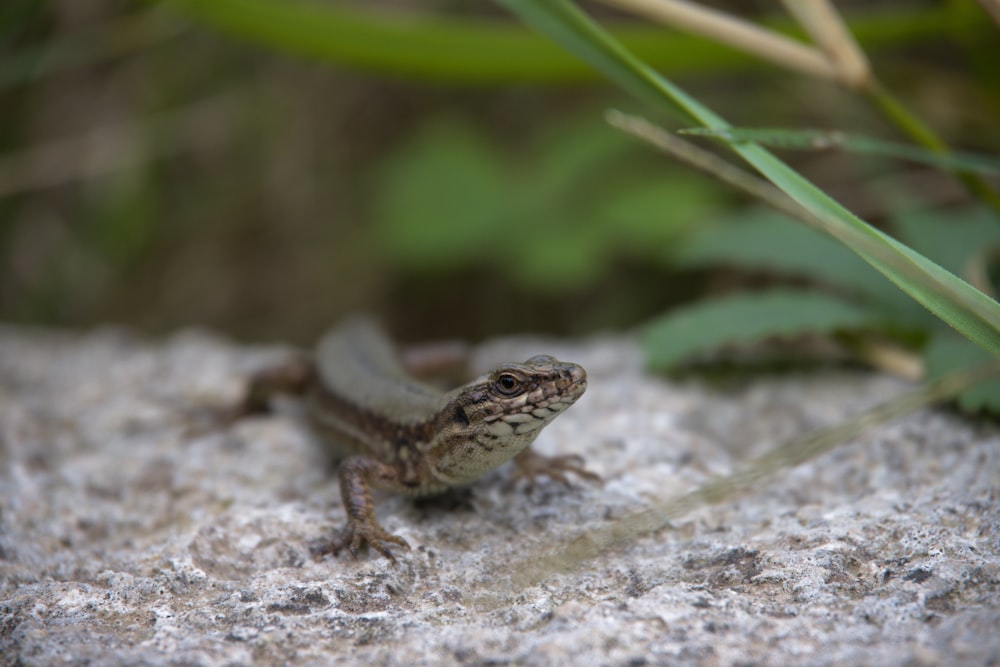 a small lizard on the ground