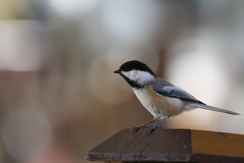 a small bird on a wood fence