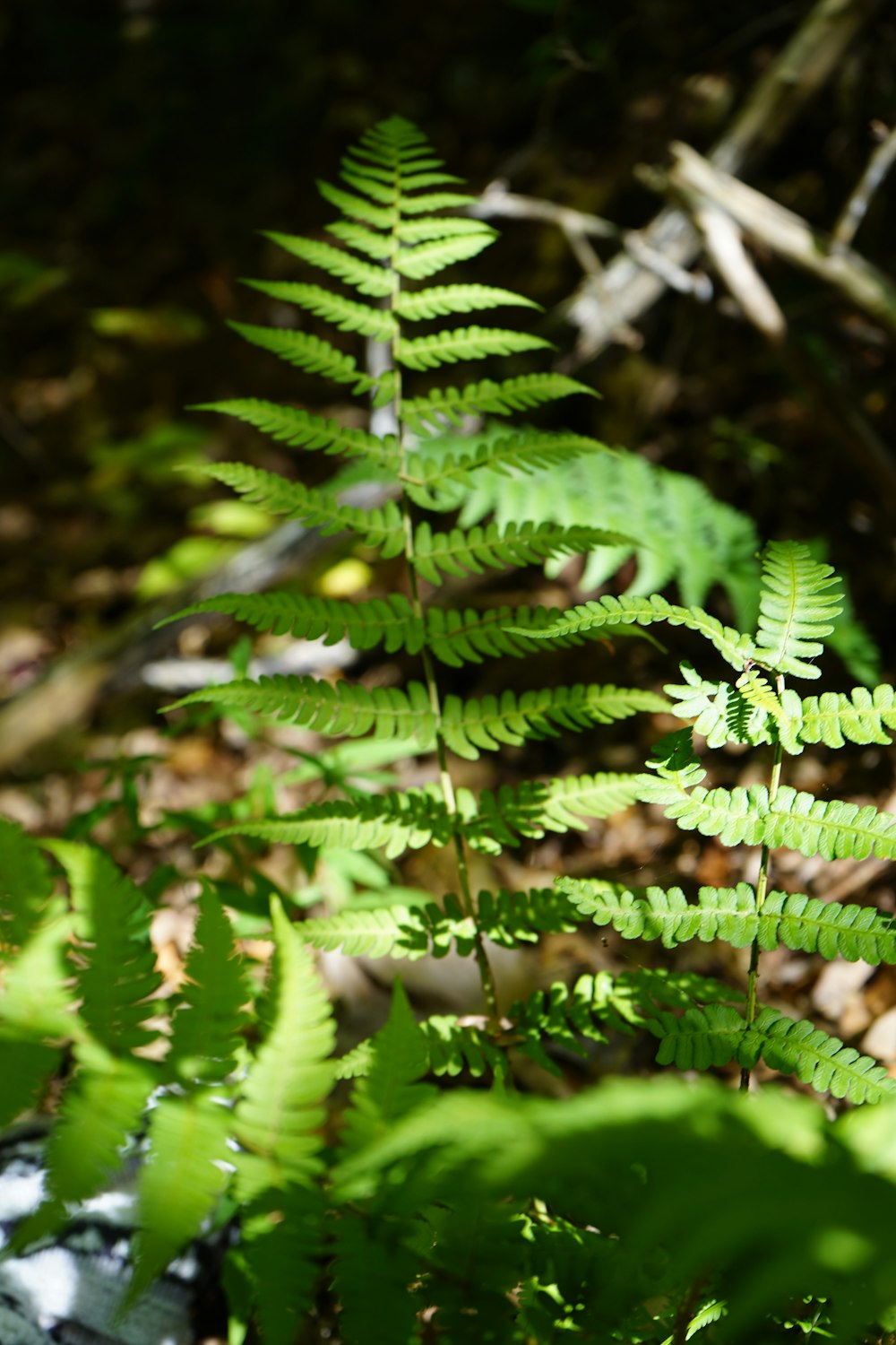 a close-up of a green plant