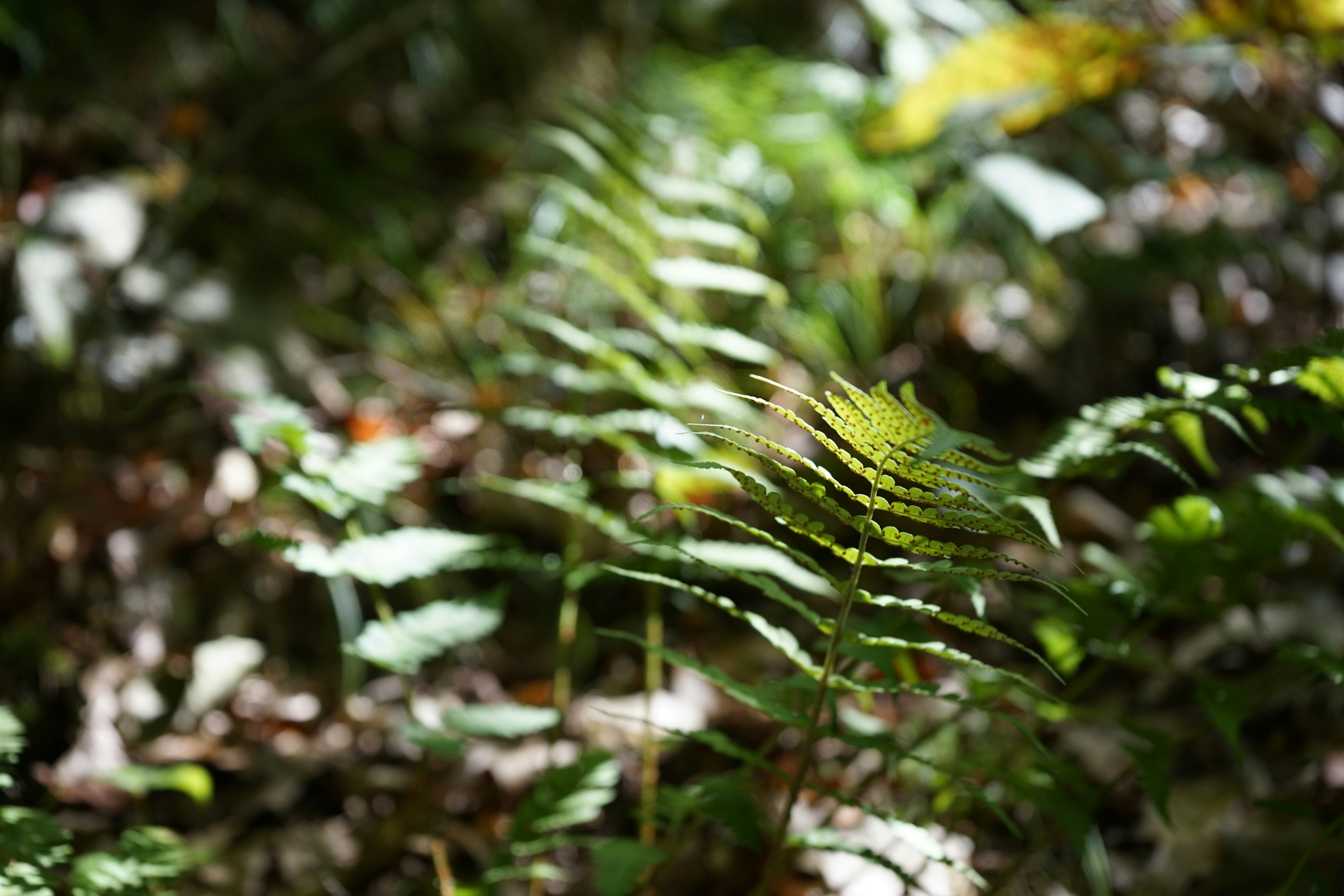 Photo by fleurishing