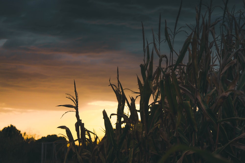 a field of corn stalks