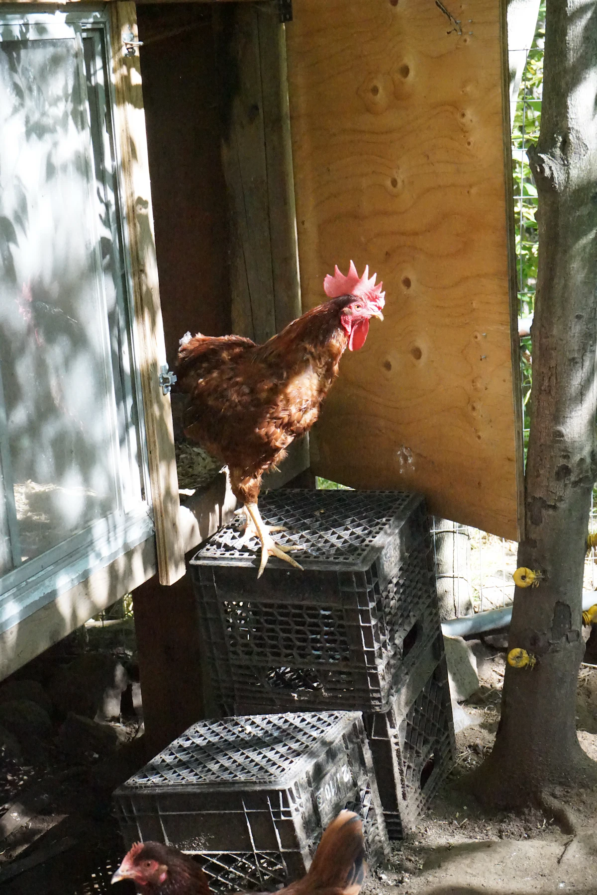 A hen perched beside a wooden nest box