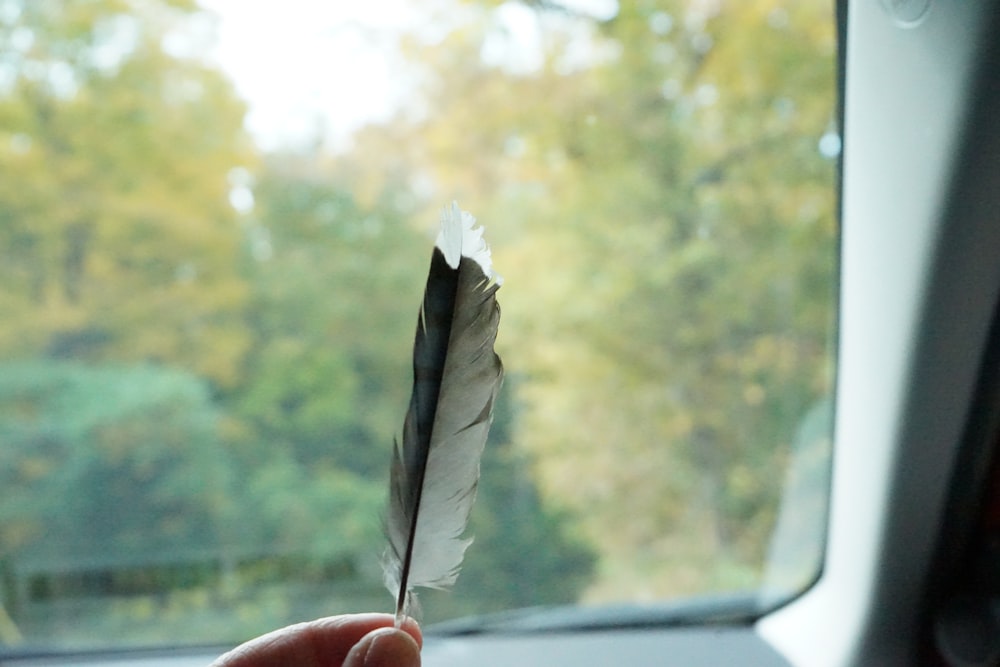 a feather on a car window