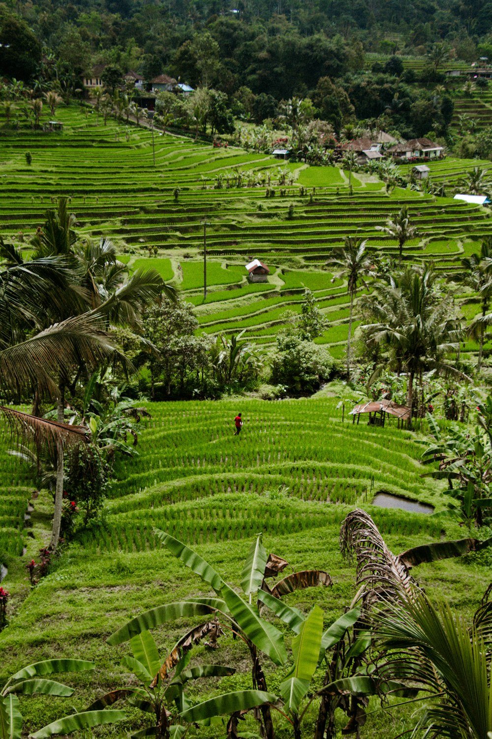 una persona caminando en un campo verde