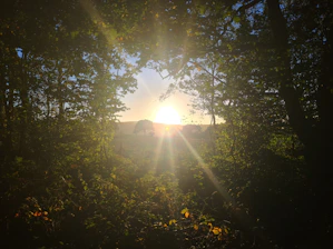 A warm sunrise filtering through deep forest trees symbolizing hope and new beginnings.
