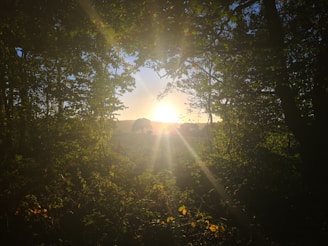 A peaceful sunrise with soft light shining through trees, symbolizing hope.