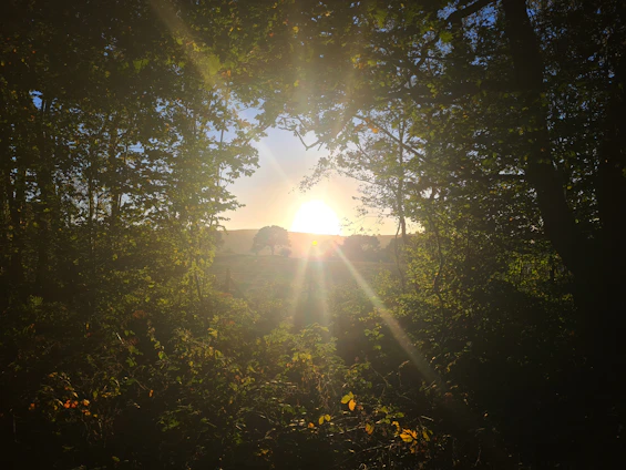 A warm sunrise filtering through deep forest trees symbolizing hope and new beginnings.