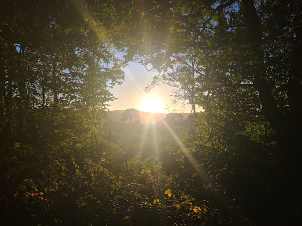 A peaceful sunrise with soft light shining through trees, symbolizing hope.