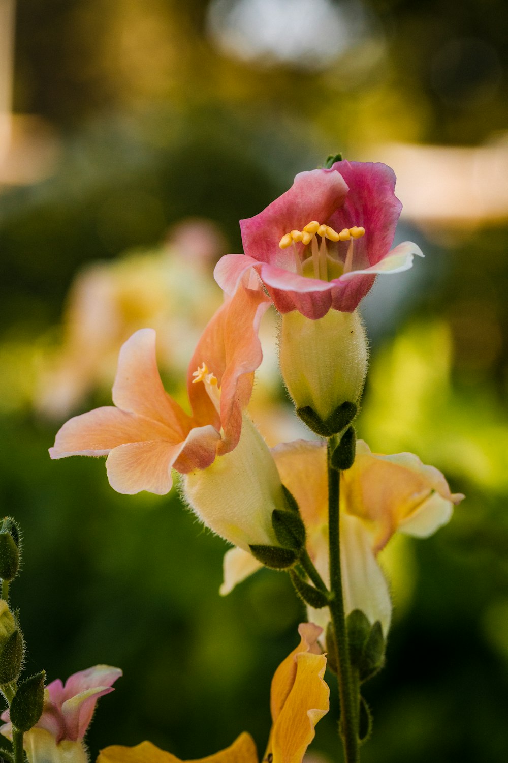 a close up of some flowers