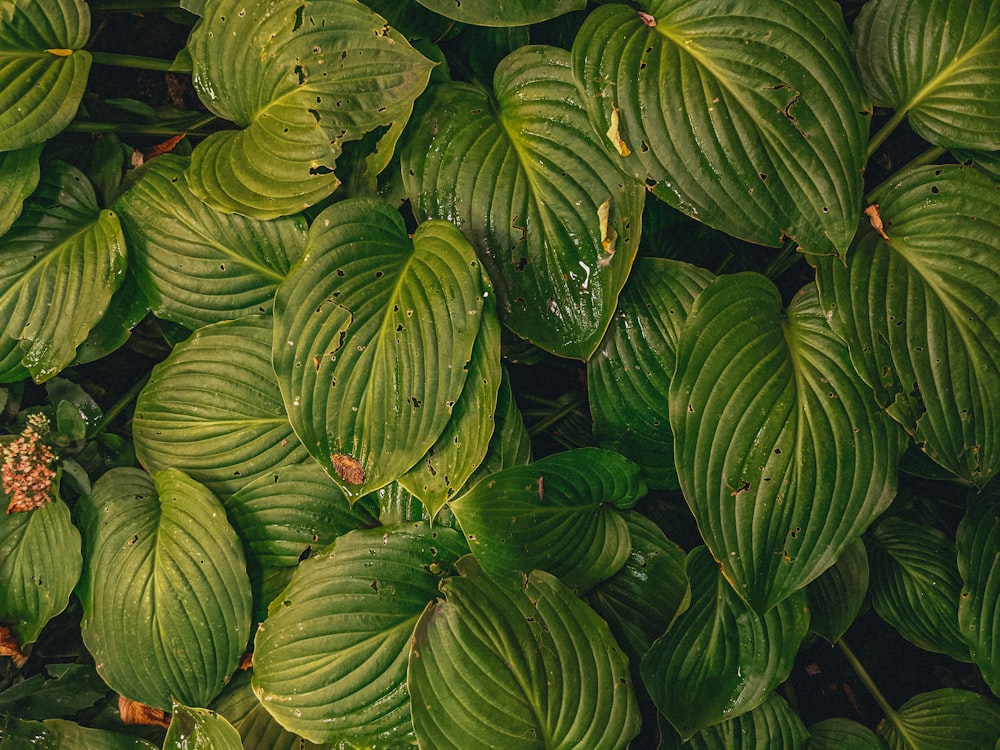 a bunch of green leaves