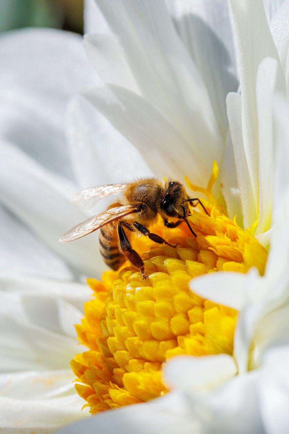 a bee on a flower