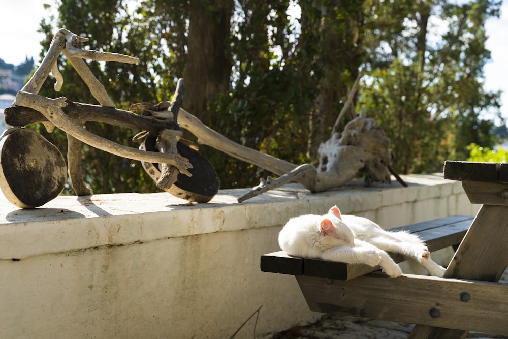 a cat lying on a bench