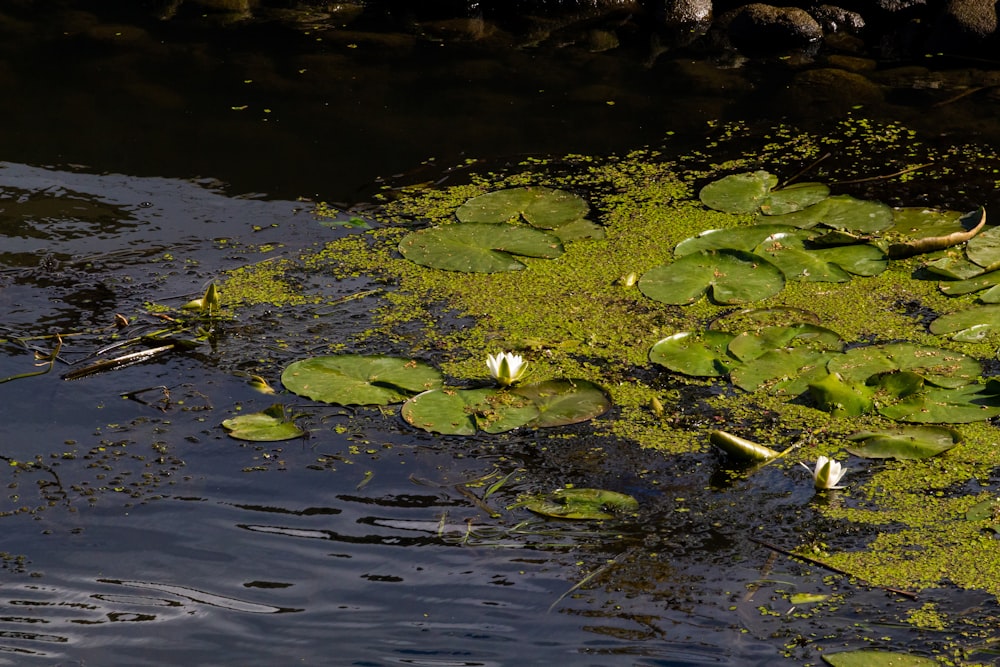 lily pads on the water