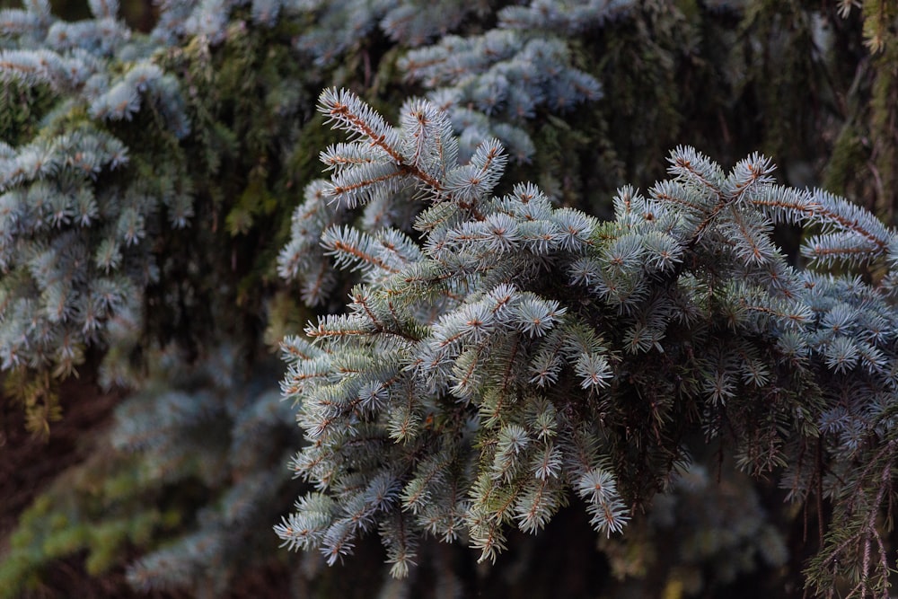 a close up of a plant