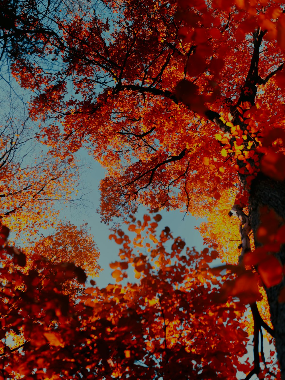 a tree with orange leaves