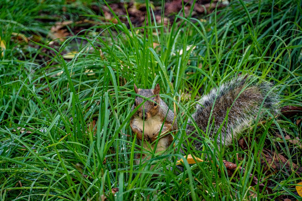 a squirrel in the grass