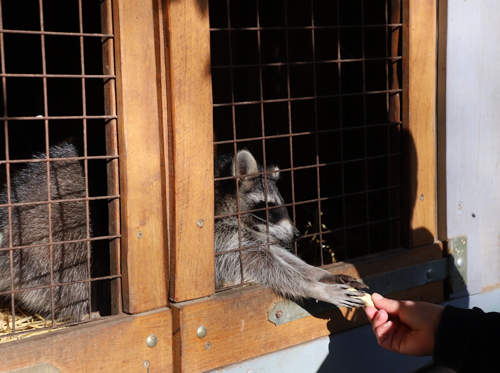 a raccoon eating food from a cage