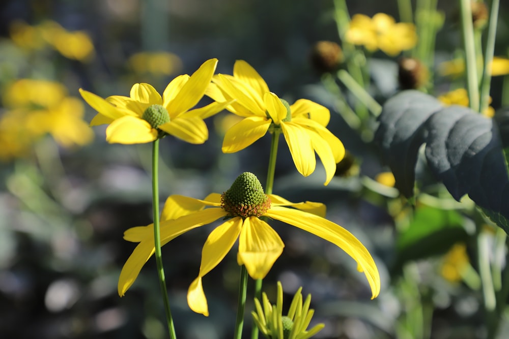 a group of yellow flowers