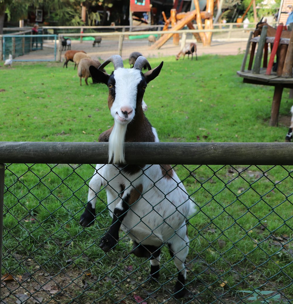 uma cabra em pé em uma cerca