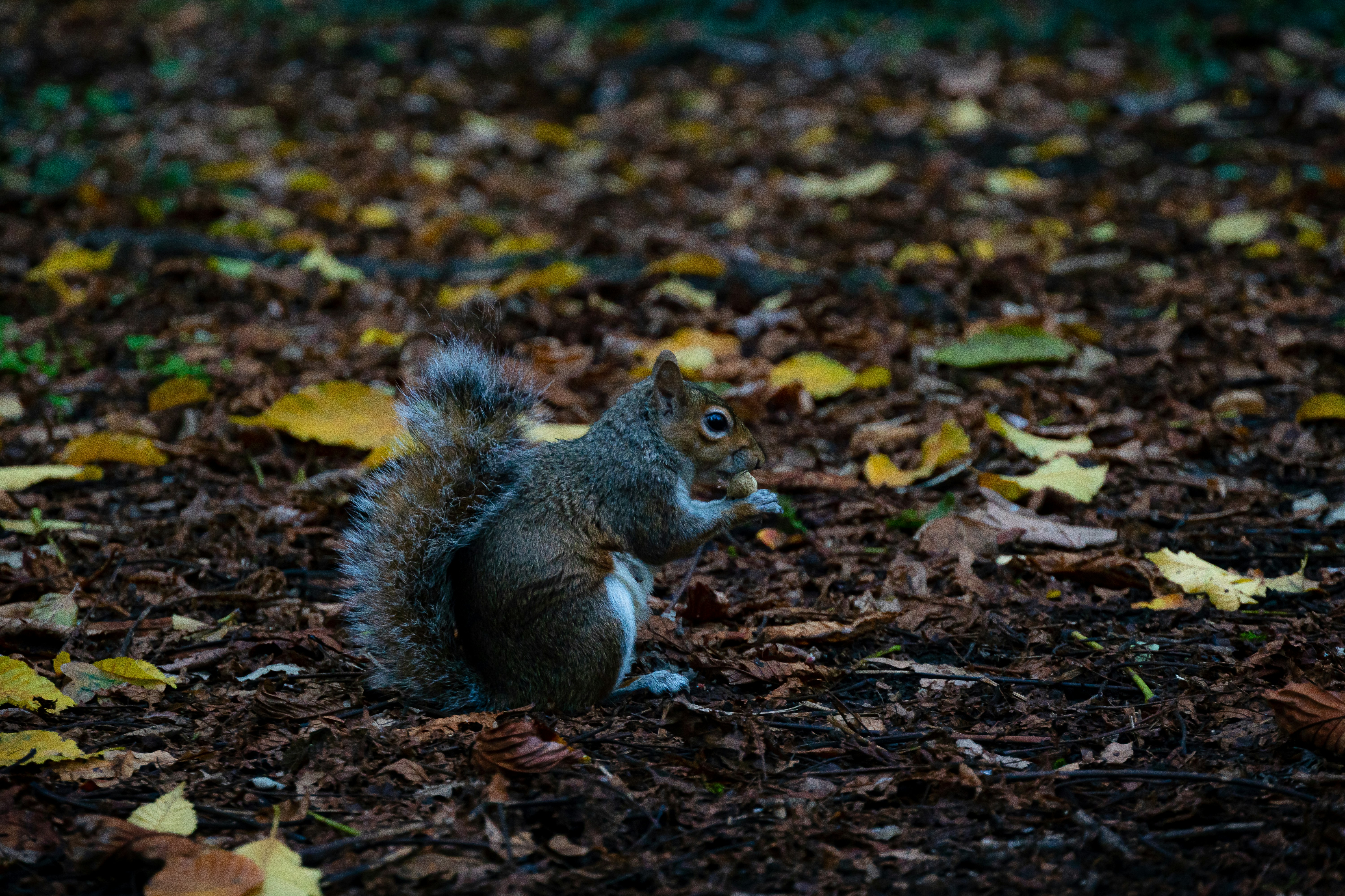 a squirrel eating something