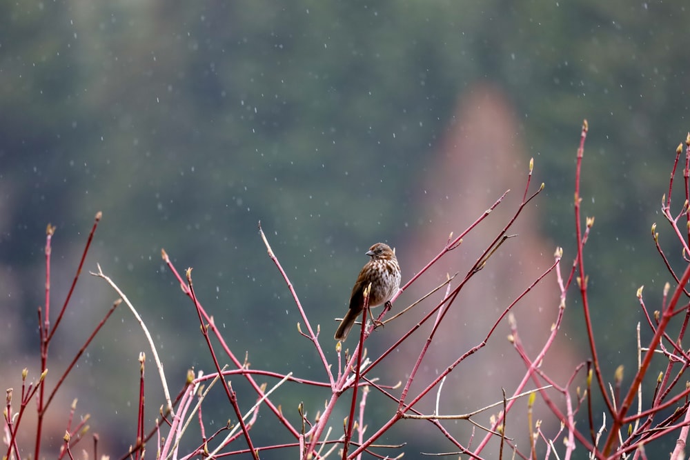 a bird sitting on a branch