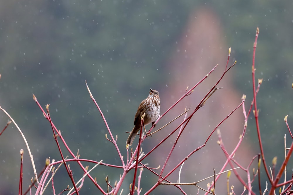 a bird sitting on a branch