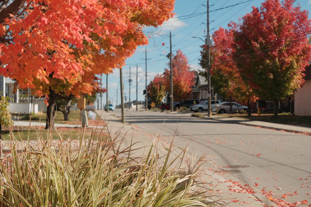 A tree-lined residential street in Kitchener, Ontario