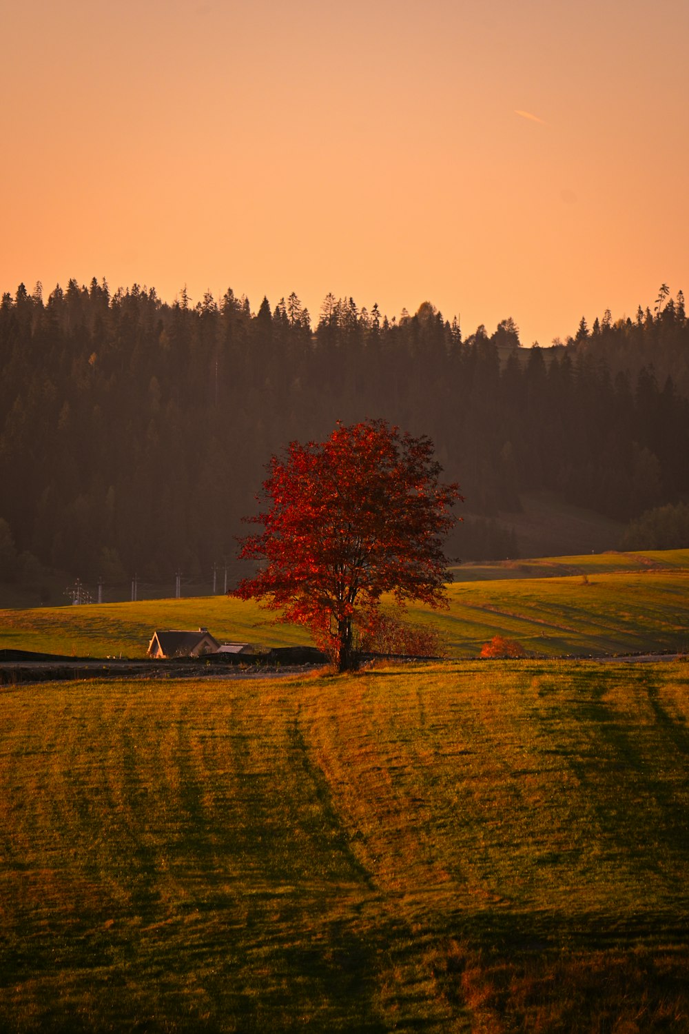 a tree in a field