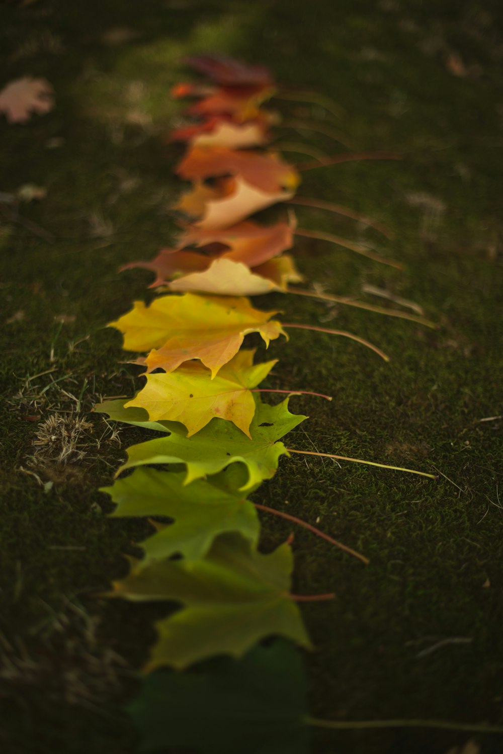a group of leaves on the ground