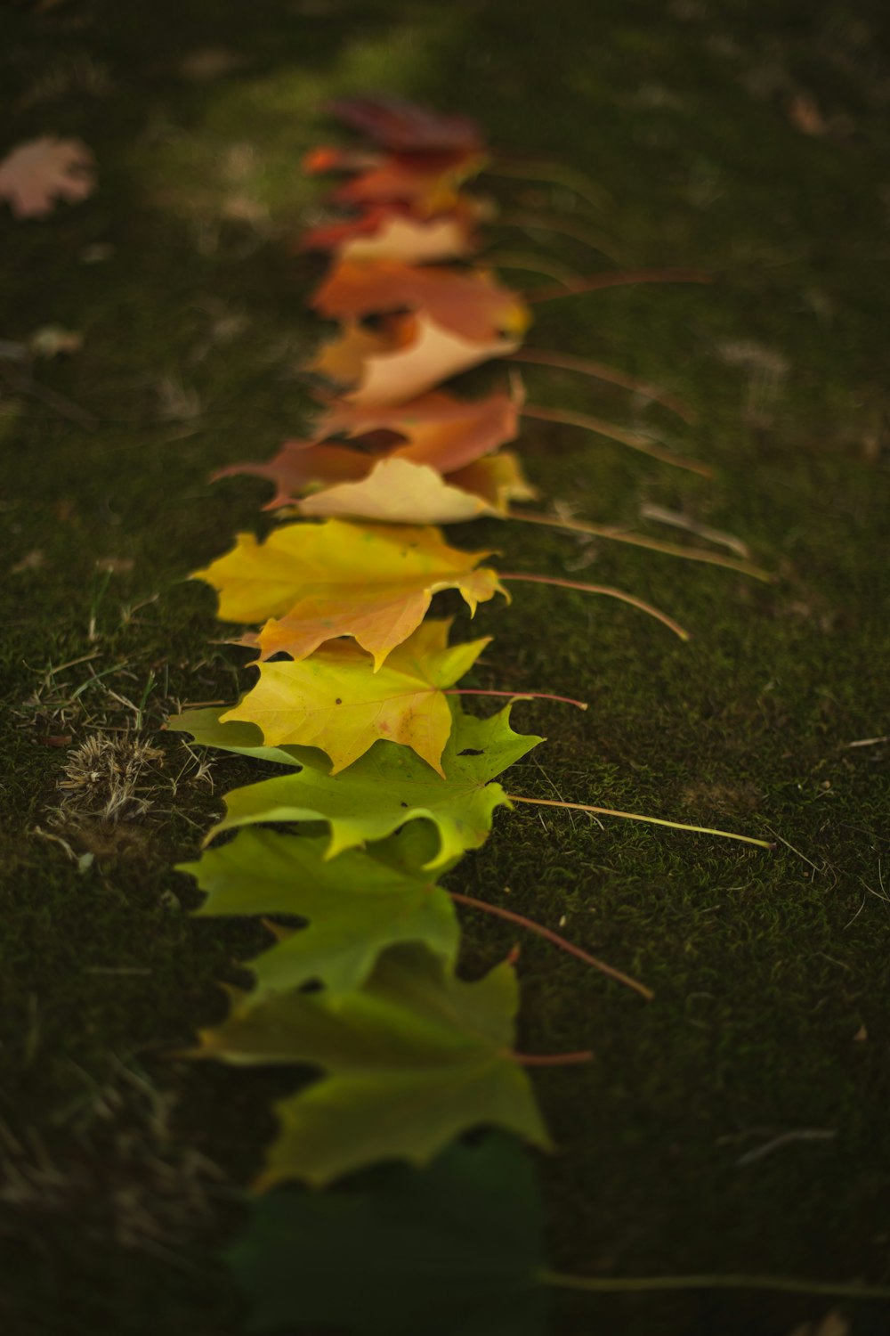 un groupe de feuilles sur le sol