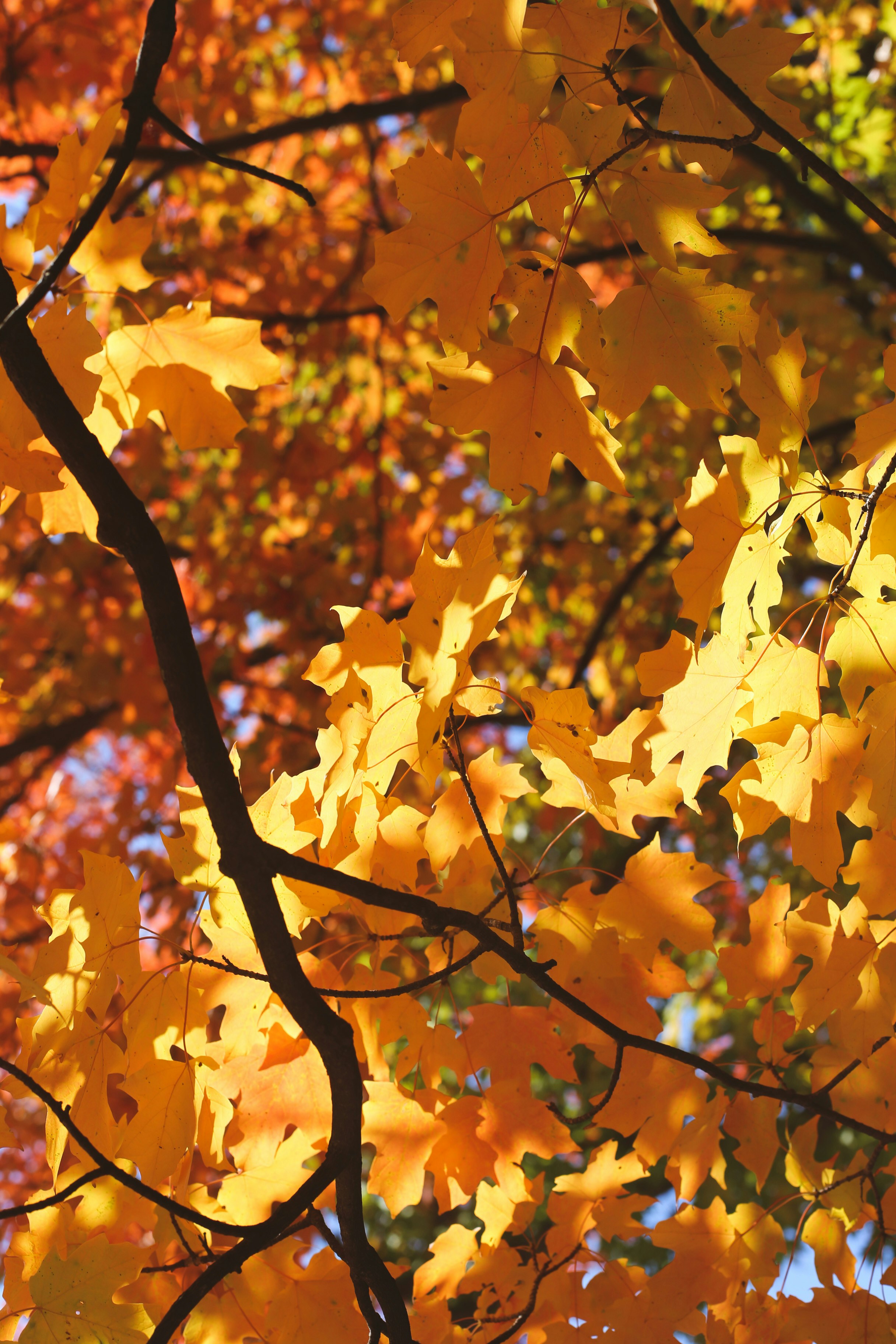 Photo by jessicalfadel