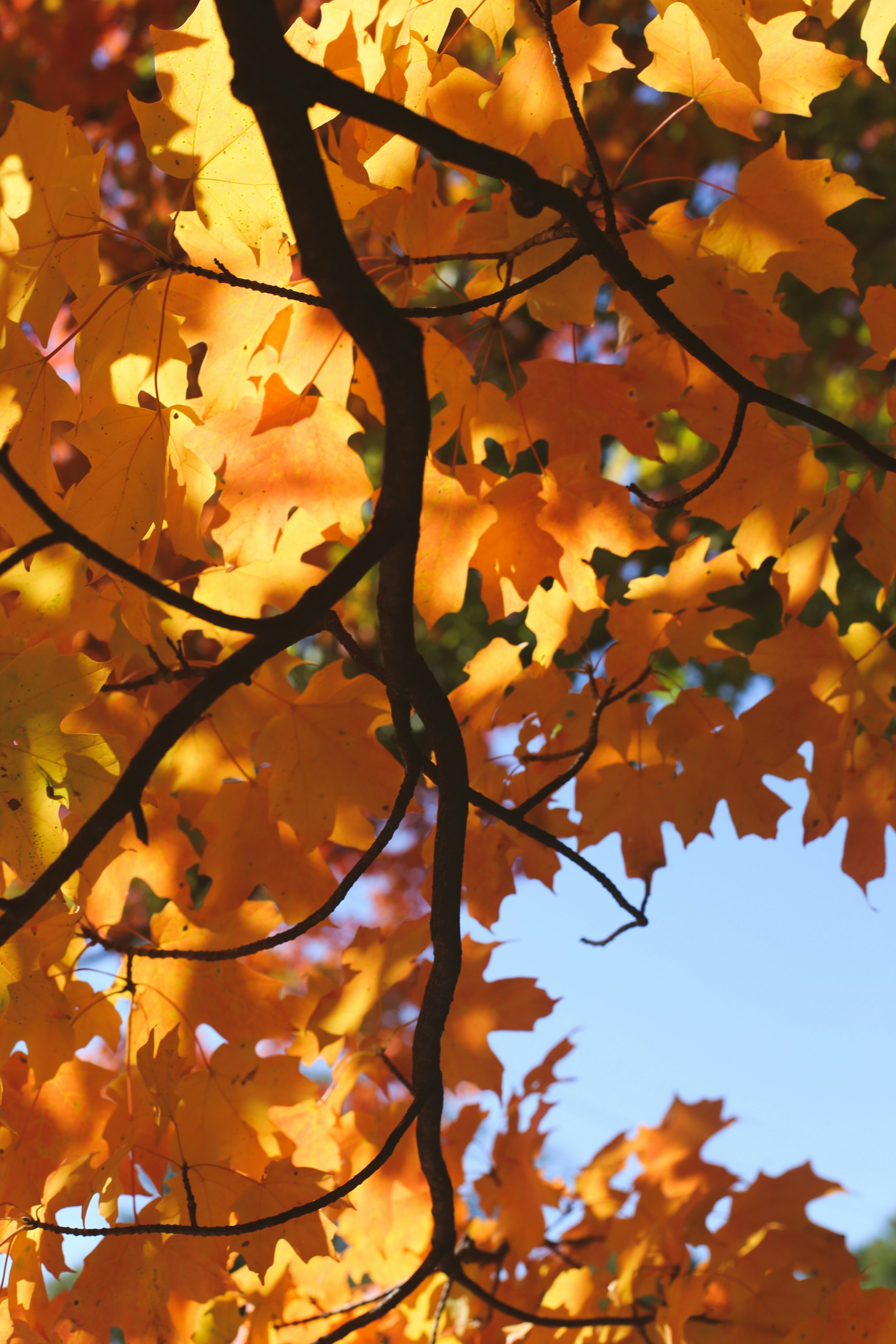 Photo by jessicalfadel