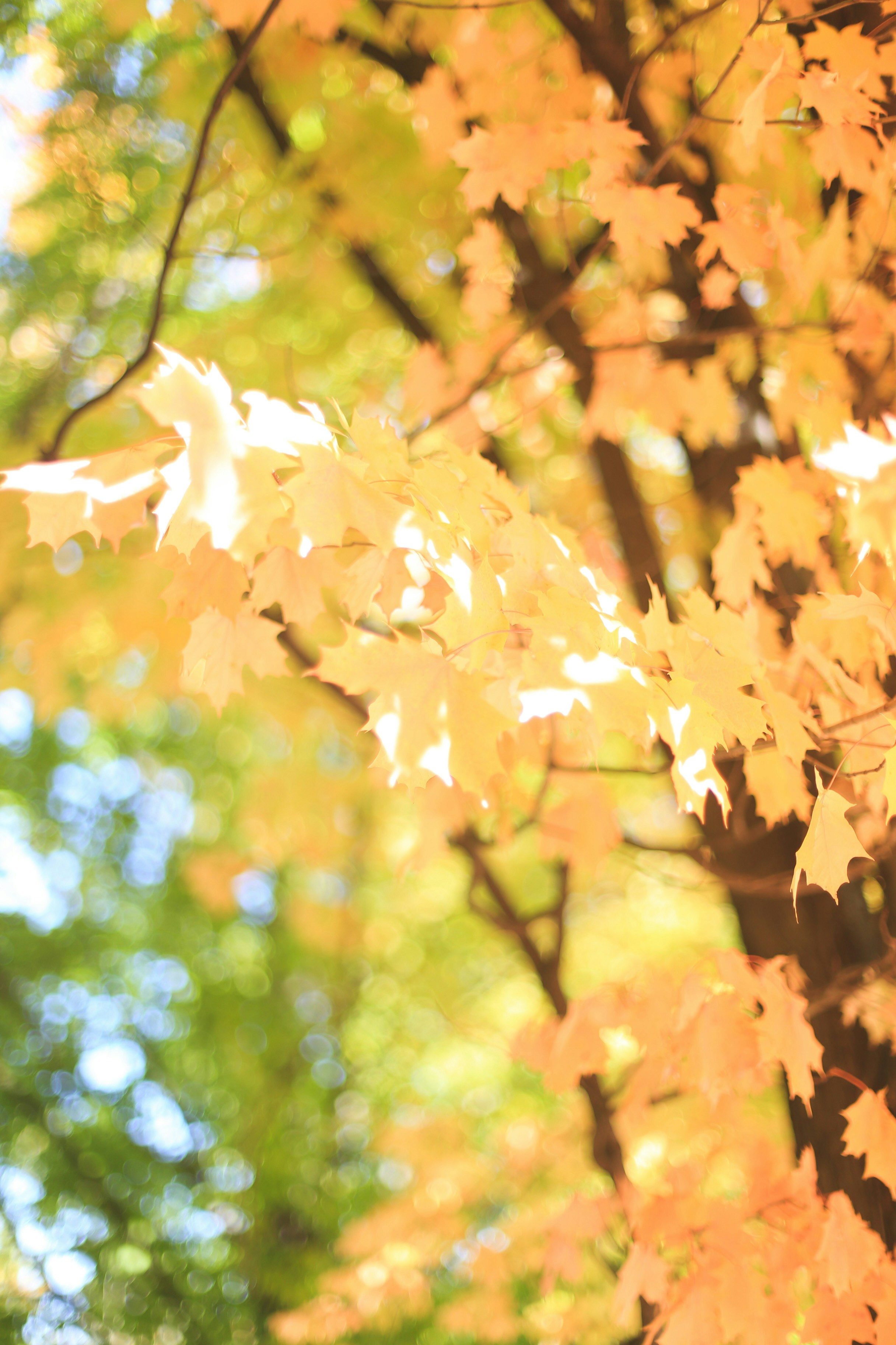 Photo by jessicalfadel