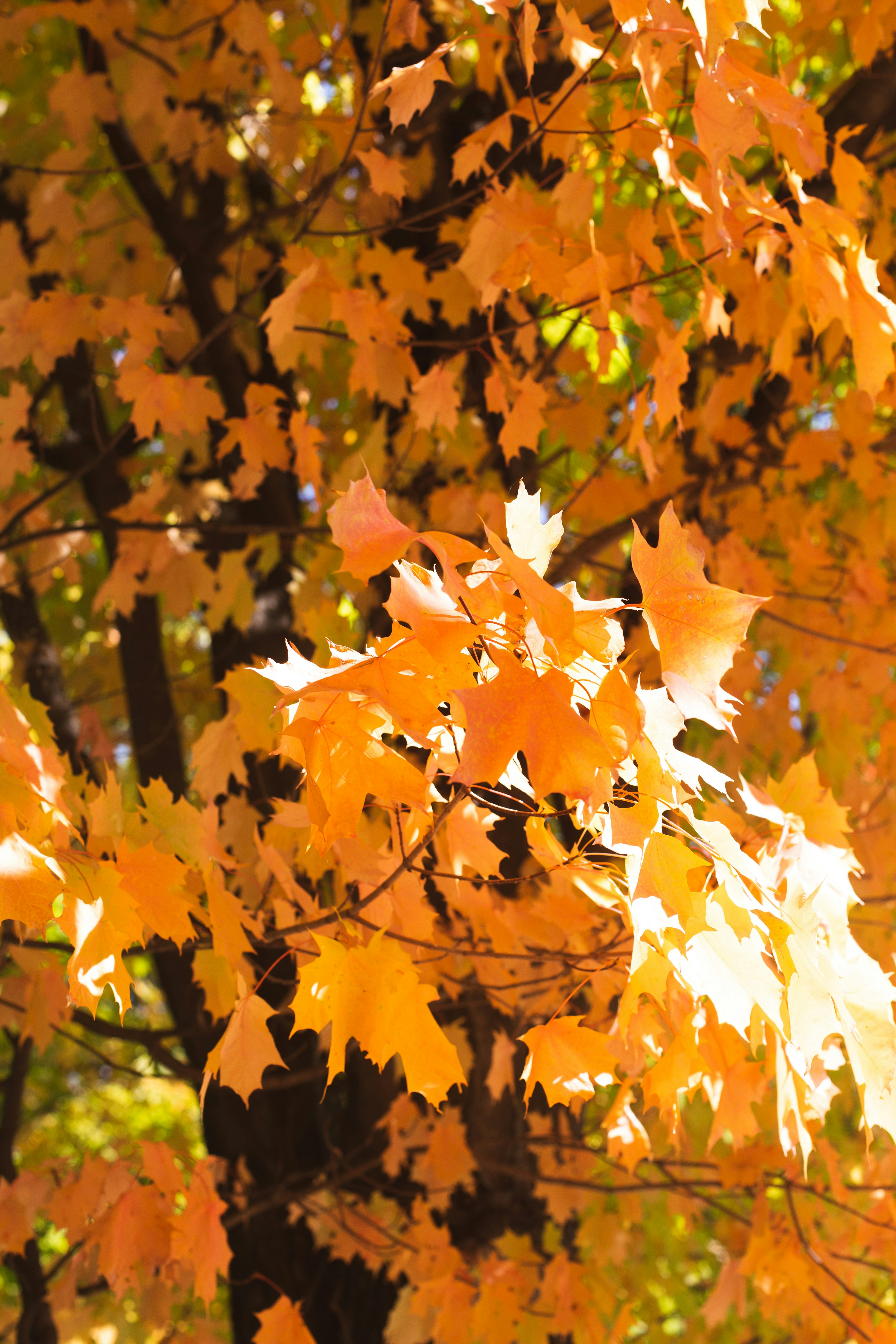 Photo by jessicalfadel