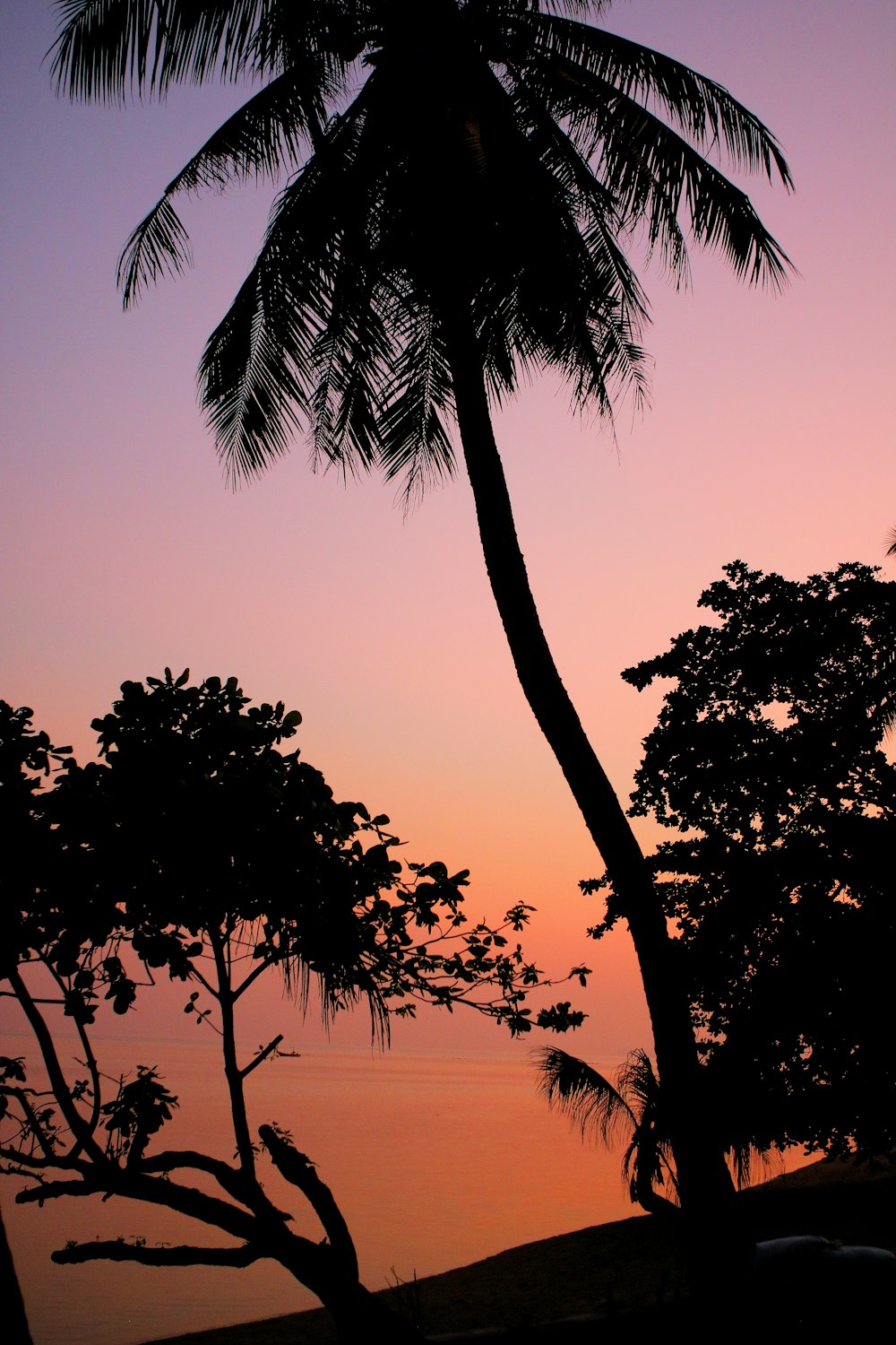 a group of palm trees