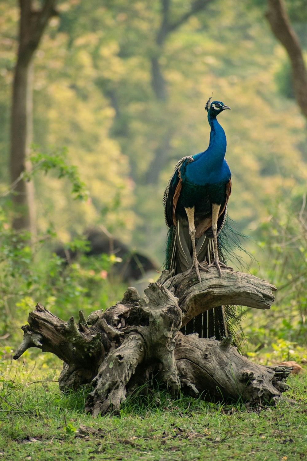 a peacock on a log