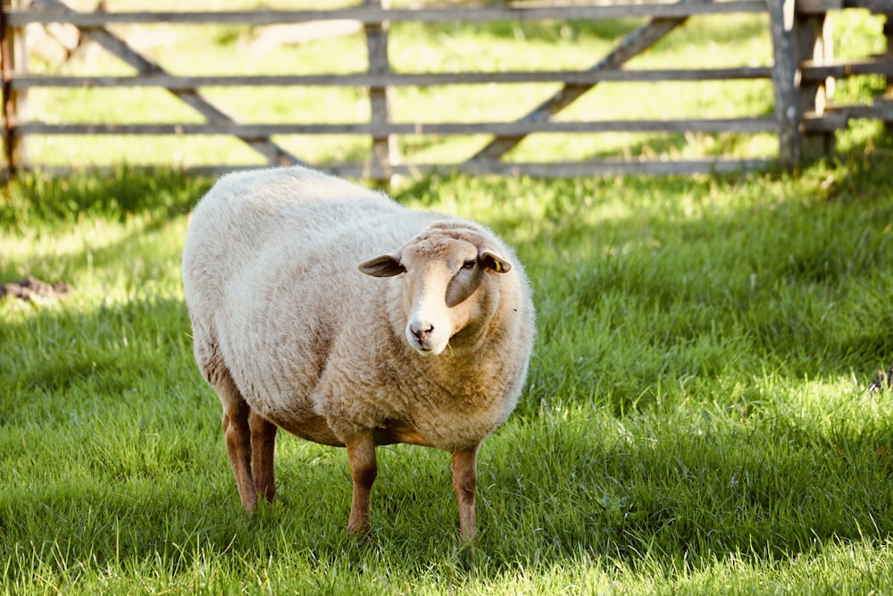 a sheep standing in a fenced in pasture