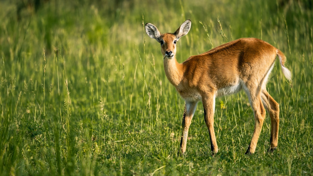 a deer in a grassy field, A Ugandan Kob chews on grass.