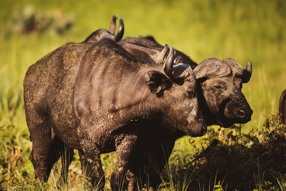 a couple of buffalos in a grassy field