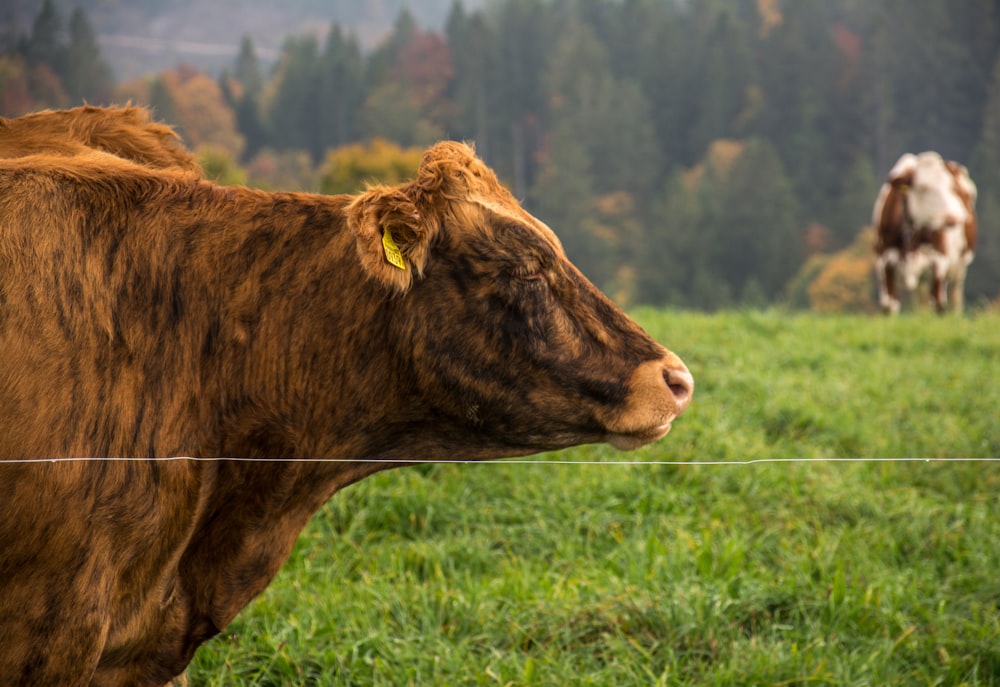 a cow with a yellow tag on its ear