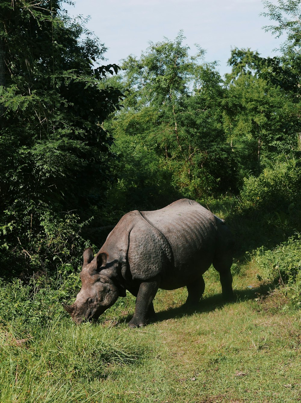 a rhinoceros in a field