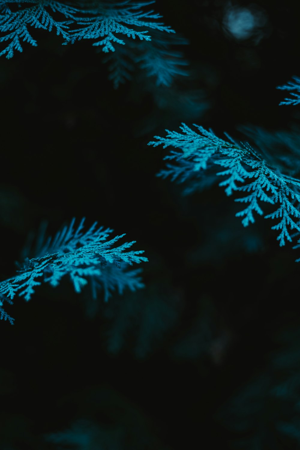 a group of blue and white crystals