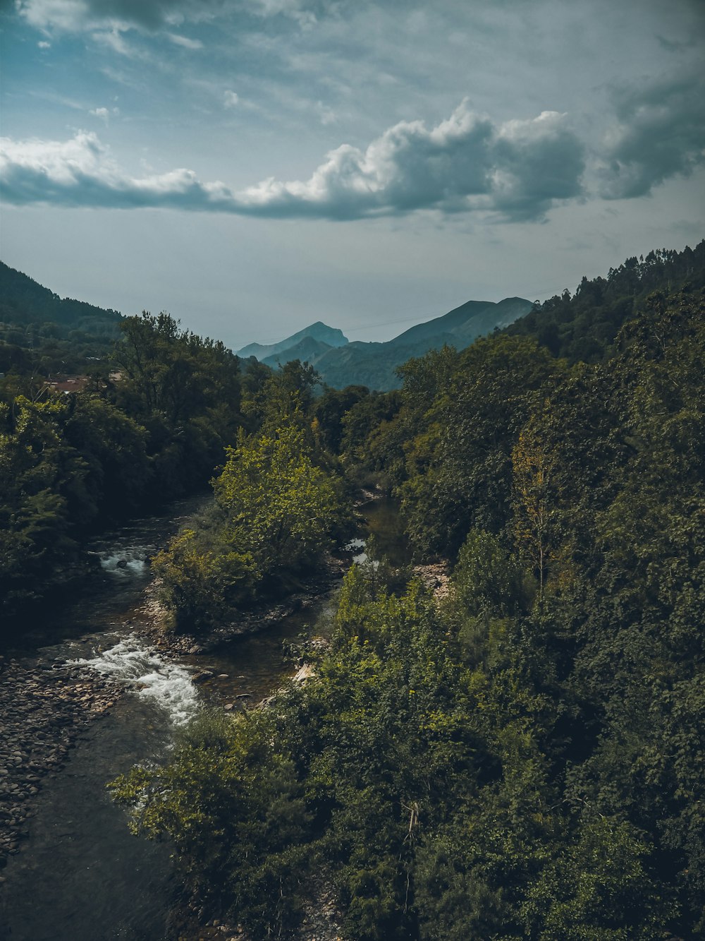 a river running through a forest